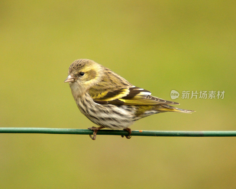 锦葵(Carduelis spinus)